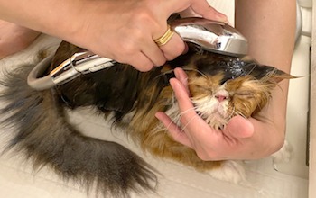 猫にシャンプーは必要？頻度は？