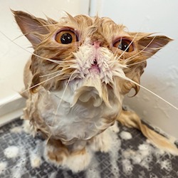 猫のシャンプーが高い理由