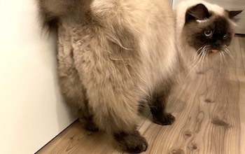 猫専門ペットサロン ホテル L 東京 中野区のトム ベル